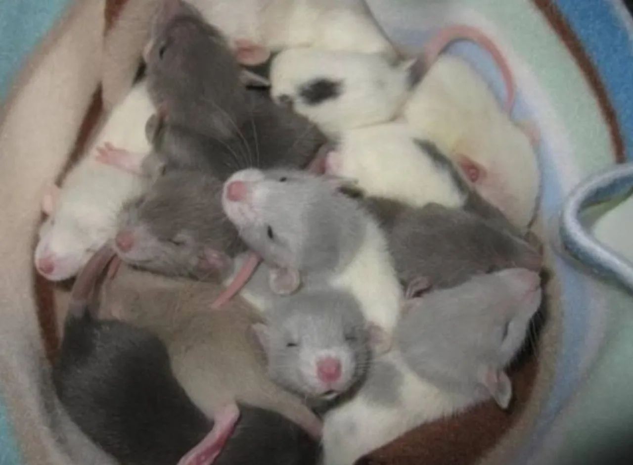 Rato twister mercol - Foto 2