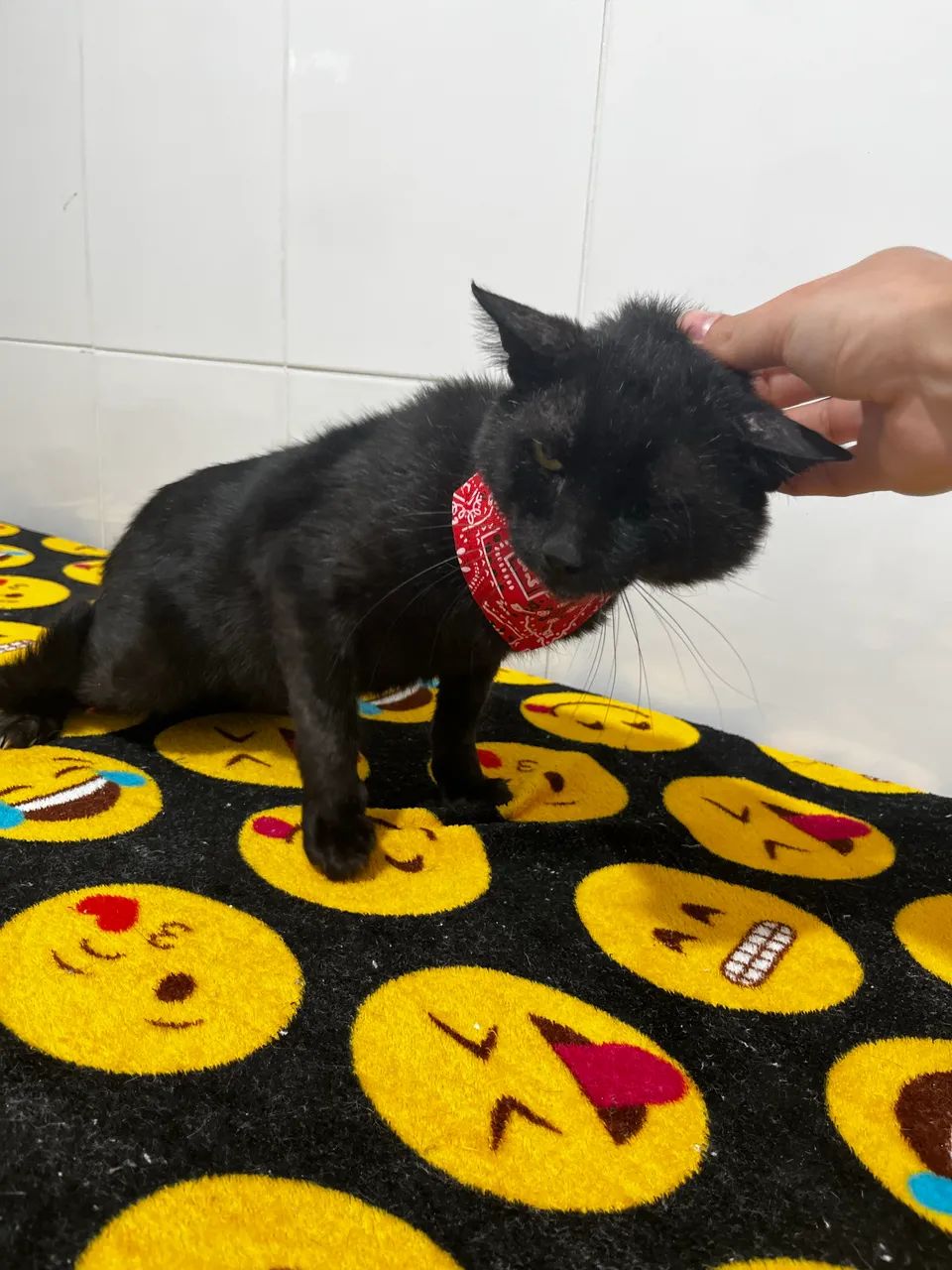 Adoção de gatinho macho castrado.  - Foto 4