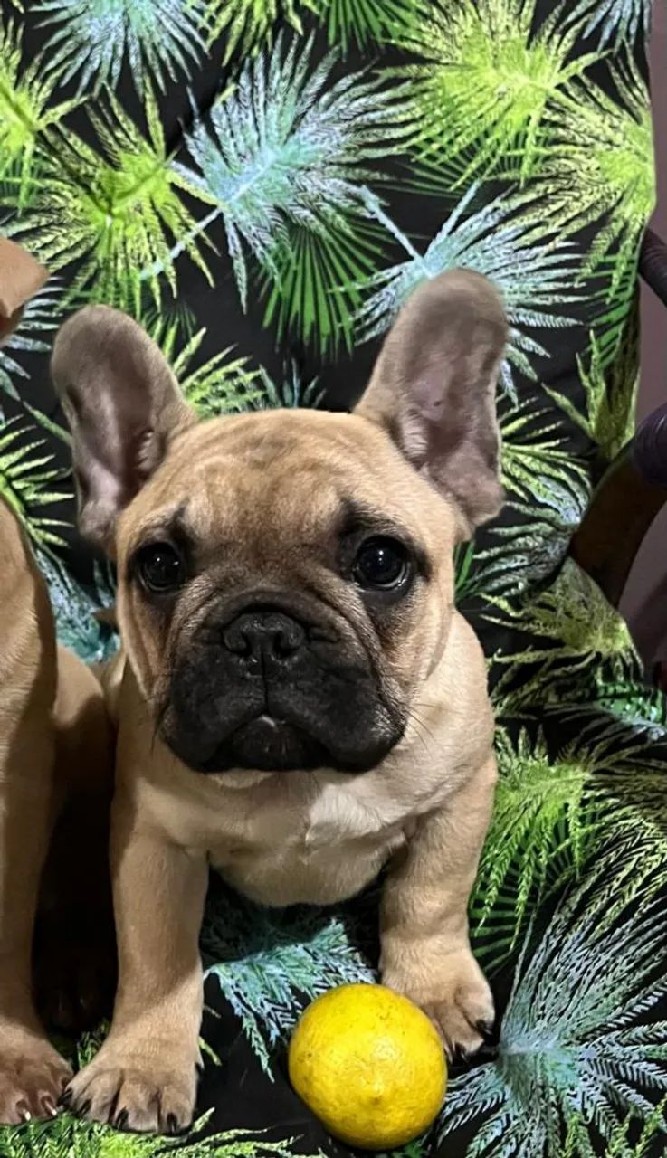Filhote de Bulldog Francês 