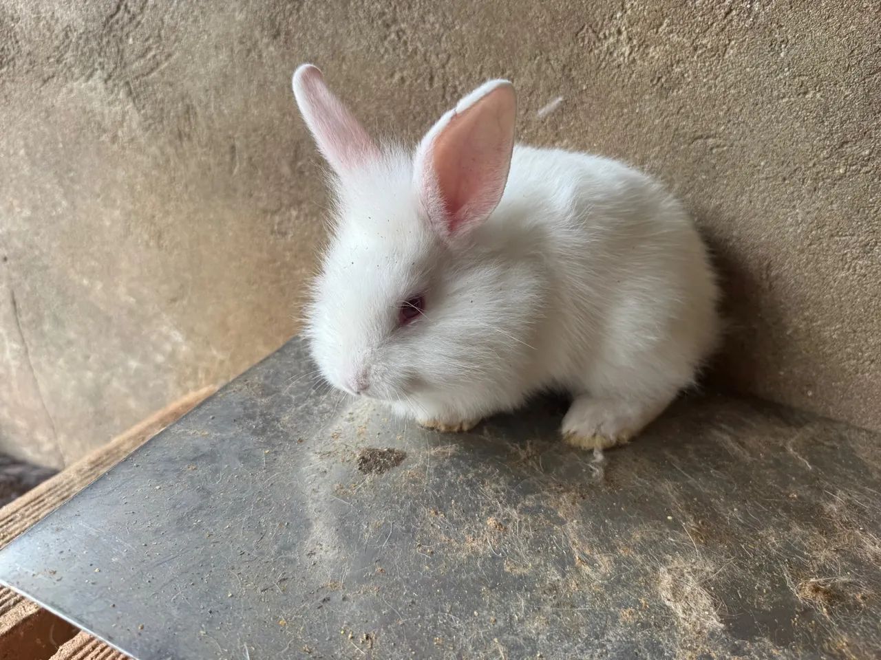 Coelhos à venda  - Foto 3