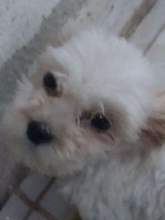 Maltês 499 - Foto 2