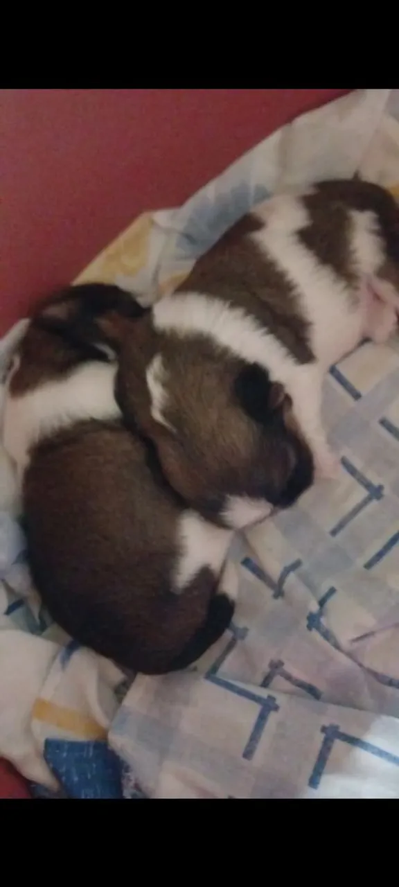 Cachorrinhos Shiatsu