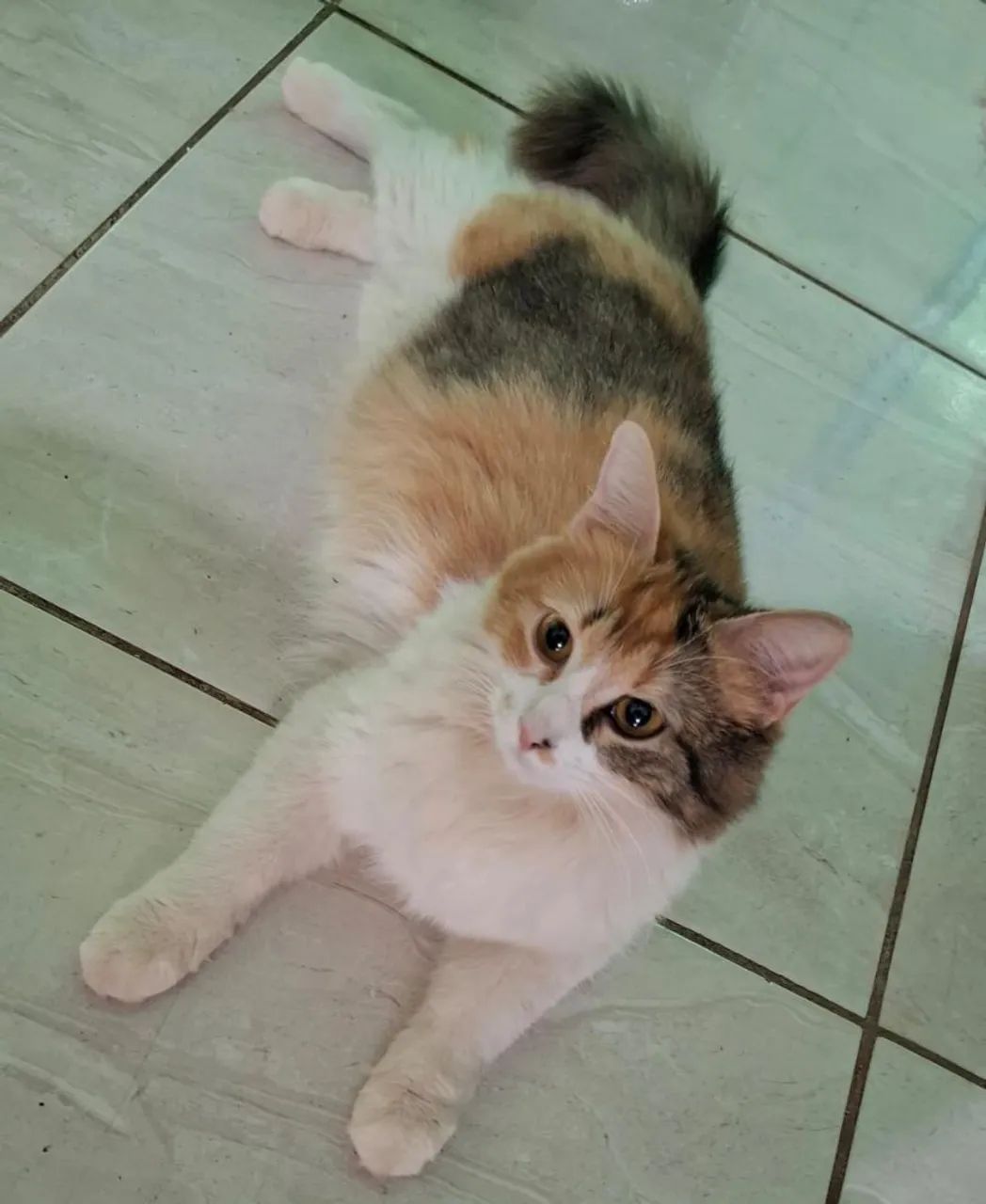 Doação de linda gata tricolor  - Foto 3