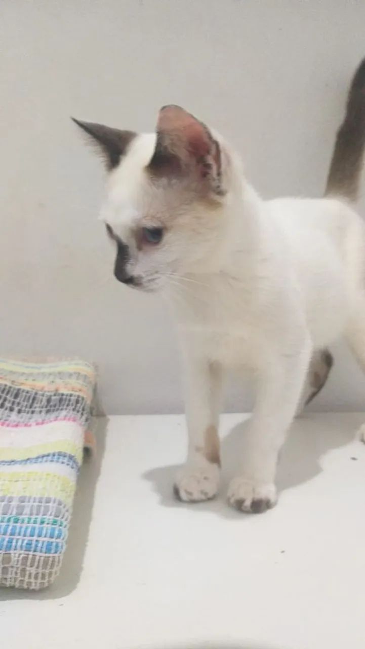 Gatinhos machos para adoção - Foto 2