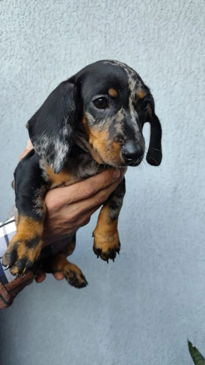 Filhote de Dachshund