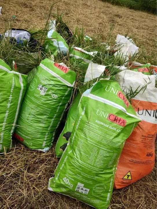 Capim Tifton 85  - Foto 3