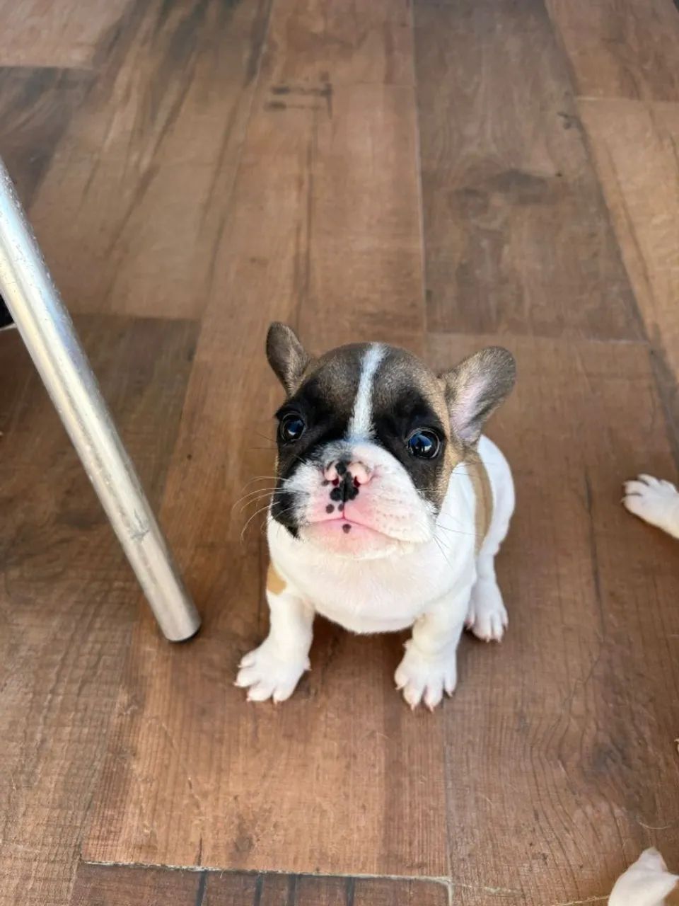 Buldogue francês com pedigree  - Foto 2