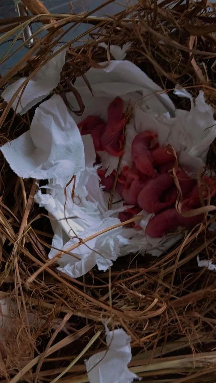 Rato twister reserva