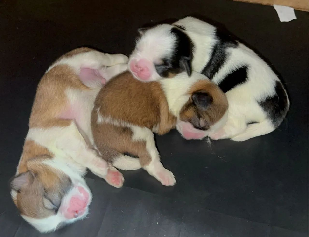 VENDO FILHOTES DE SHITZU  - Foto 2