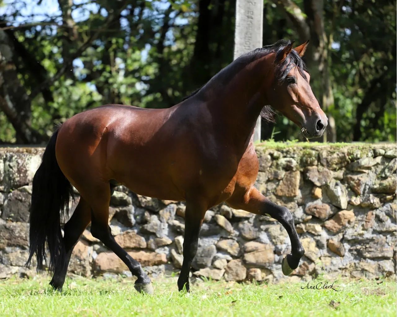 CAVALO MANGALARGA MARCHADOR - Foto 2