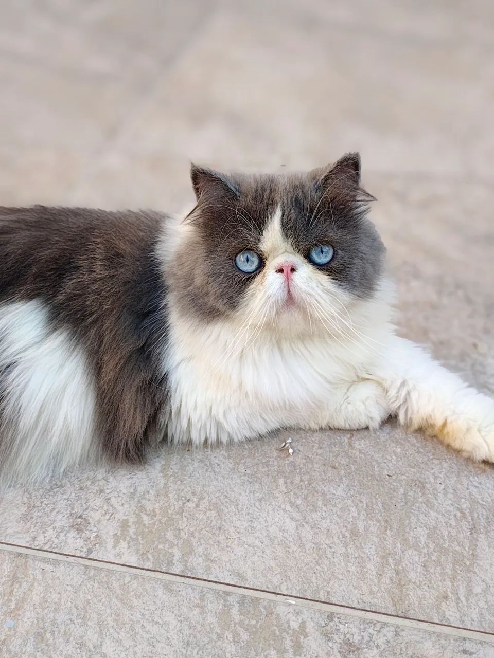Gato Persa com Olhos Azuis pedigree  - Foto 2