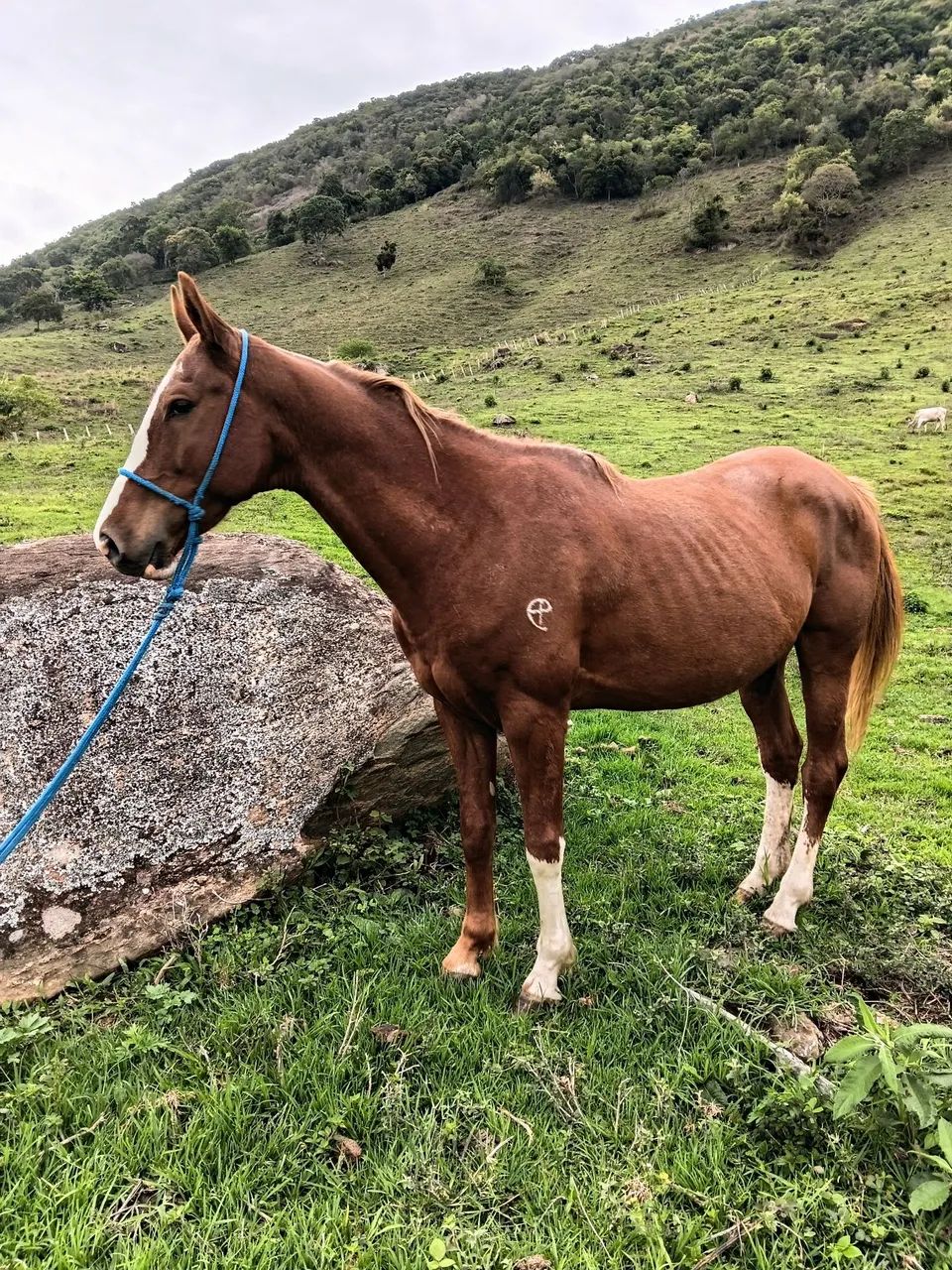 Cavalo  - Foto 4