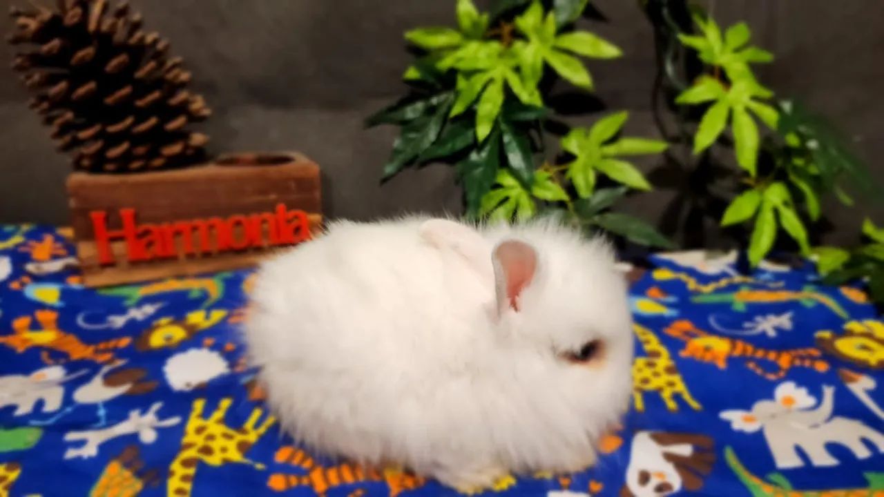 Mini Coelhos Holandês, Lion Head e Netherland  - Foto 4