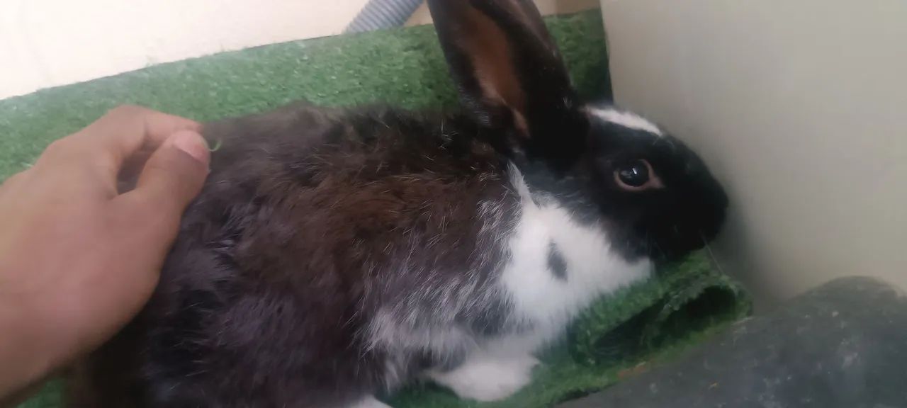 Coelho para doação  - Foto 2