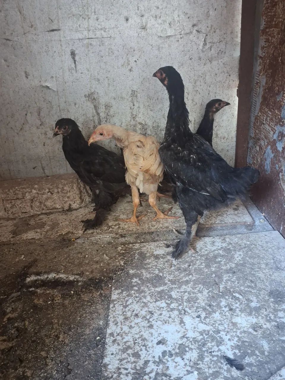 Pintinhos Brahma os 5 por 150 - Foto 4