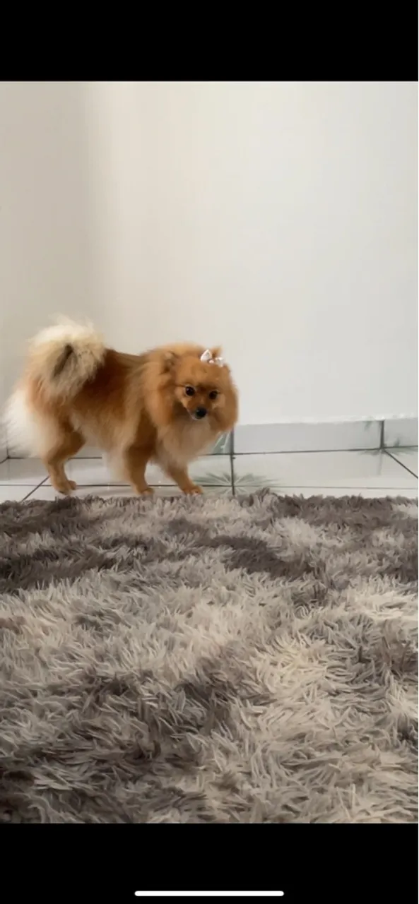Spitz Alemão - Filhote fofo e peludo