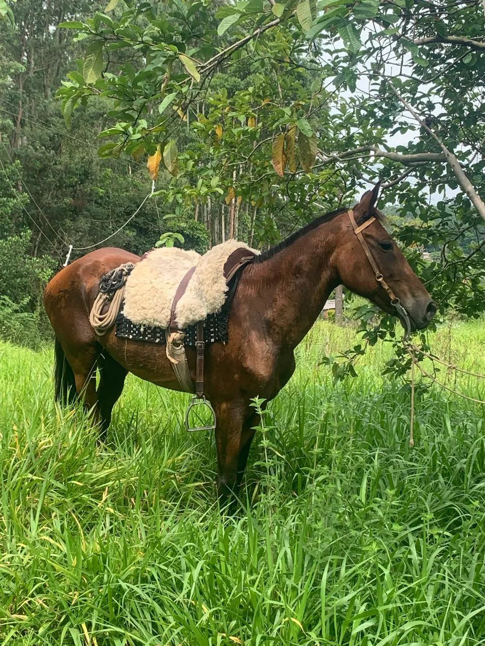 Vendo égua colorada de laço - Foto 2