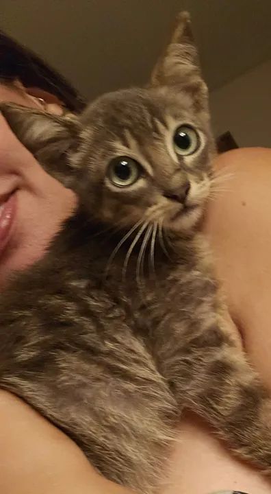 Gatinho para adoção responsável  - Foto 2