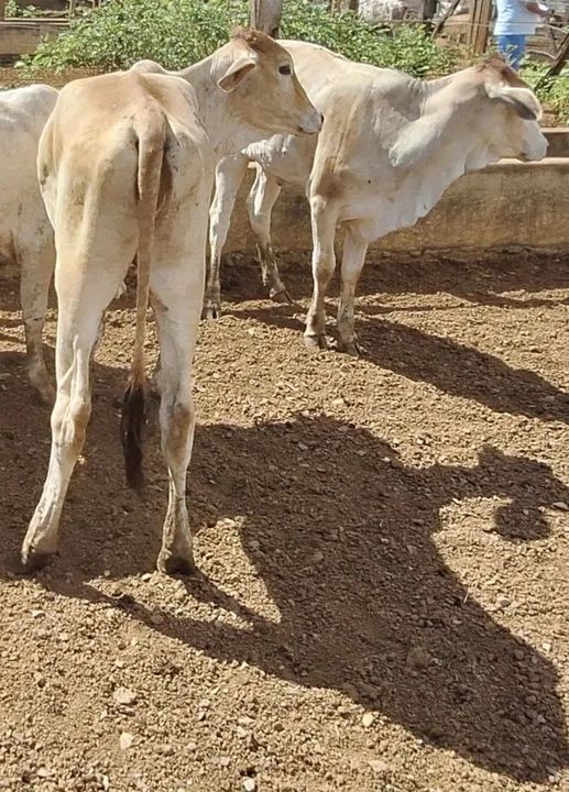 Bezerras gado Nelore e Neloradas para venda lote 10 cabeças  - Foto 4