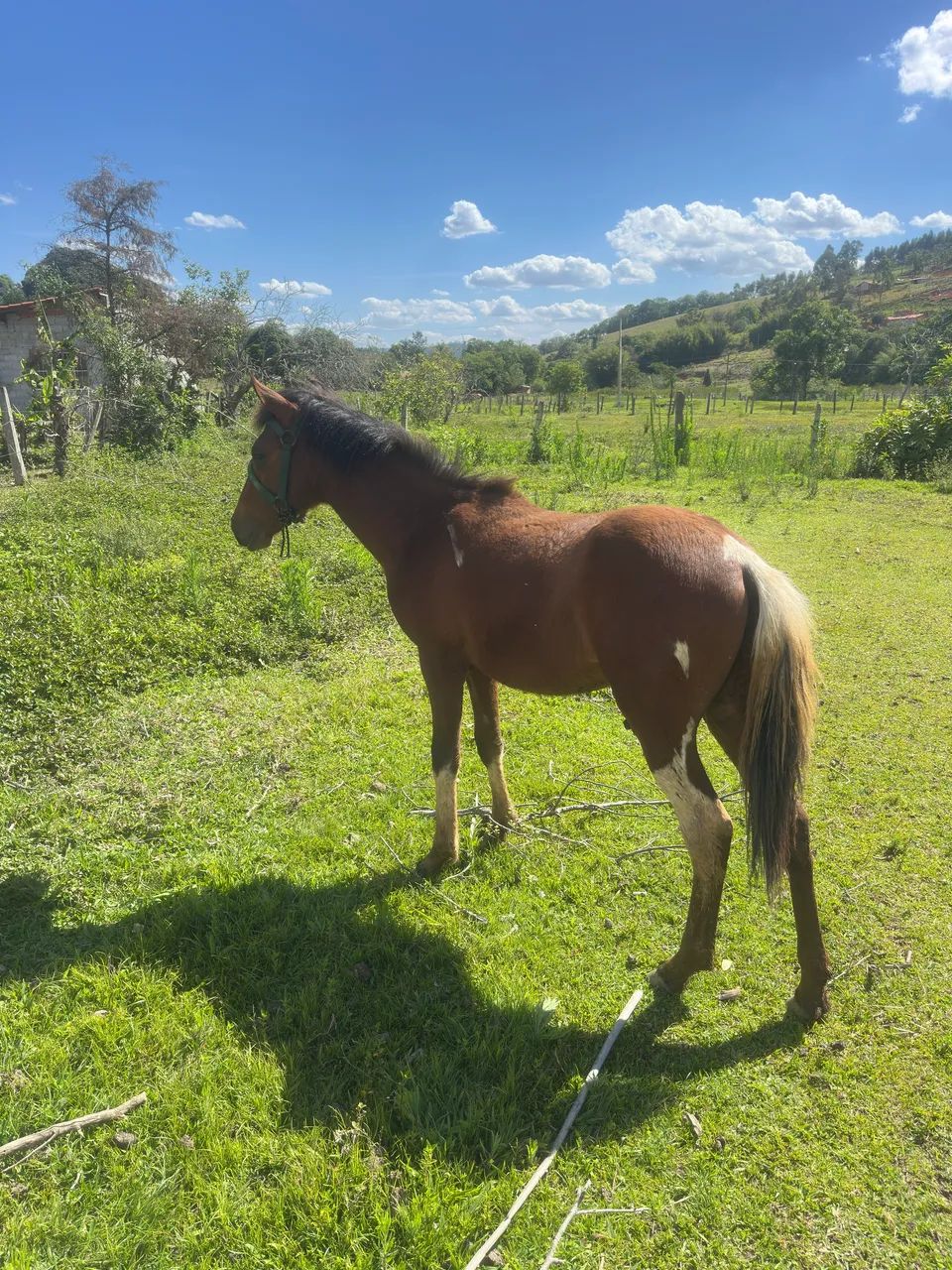 Vendo  cavalos manga larga - Foto 2