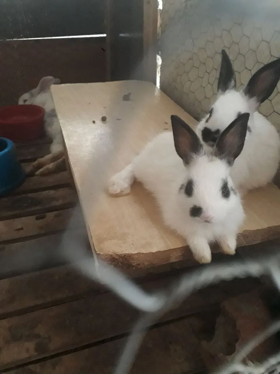 Coelhinhos borboleta pra venda