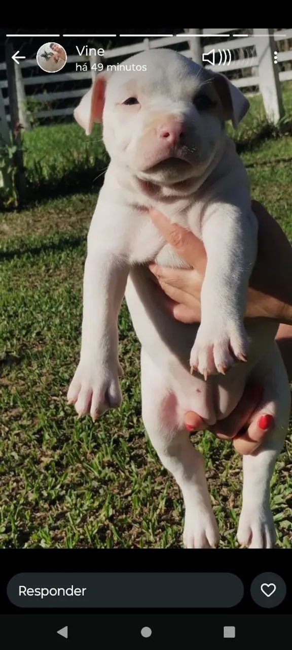 Pitbull América filhotes  - Foto 3