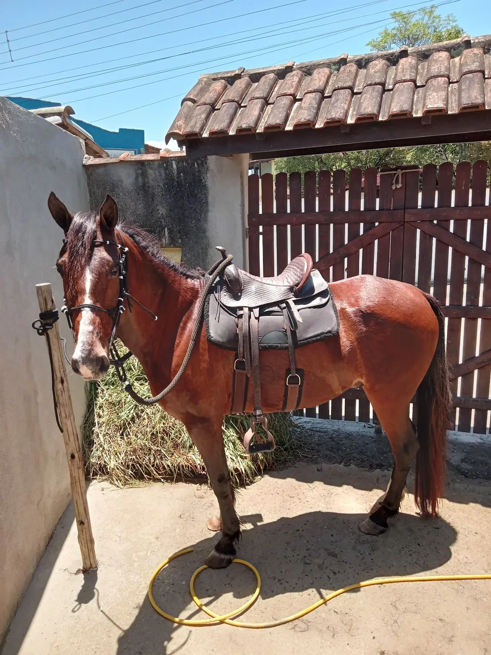 Cavalo marchador