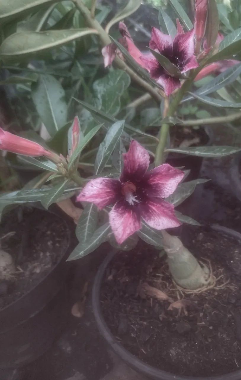 Rosas do deserto