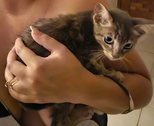 Gatinho para adoção responsável 