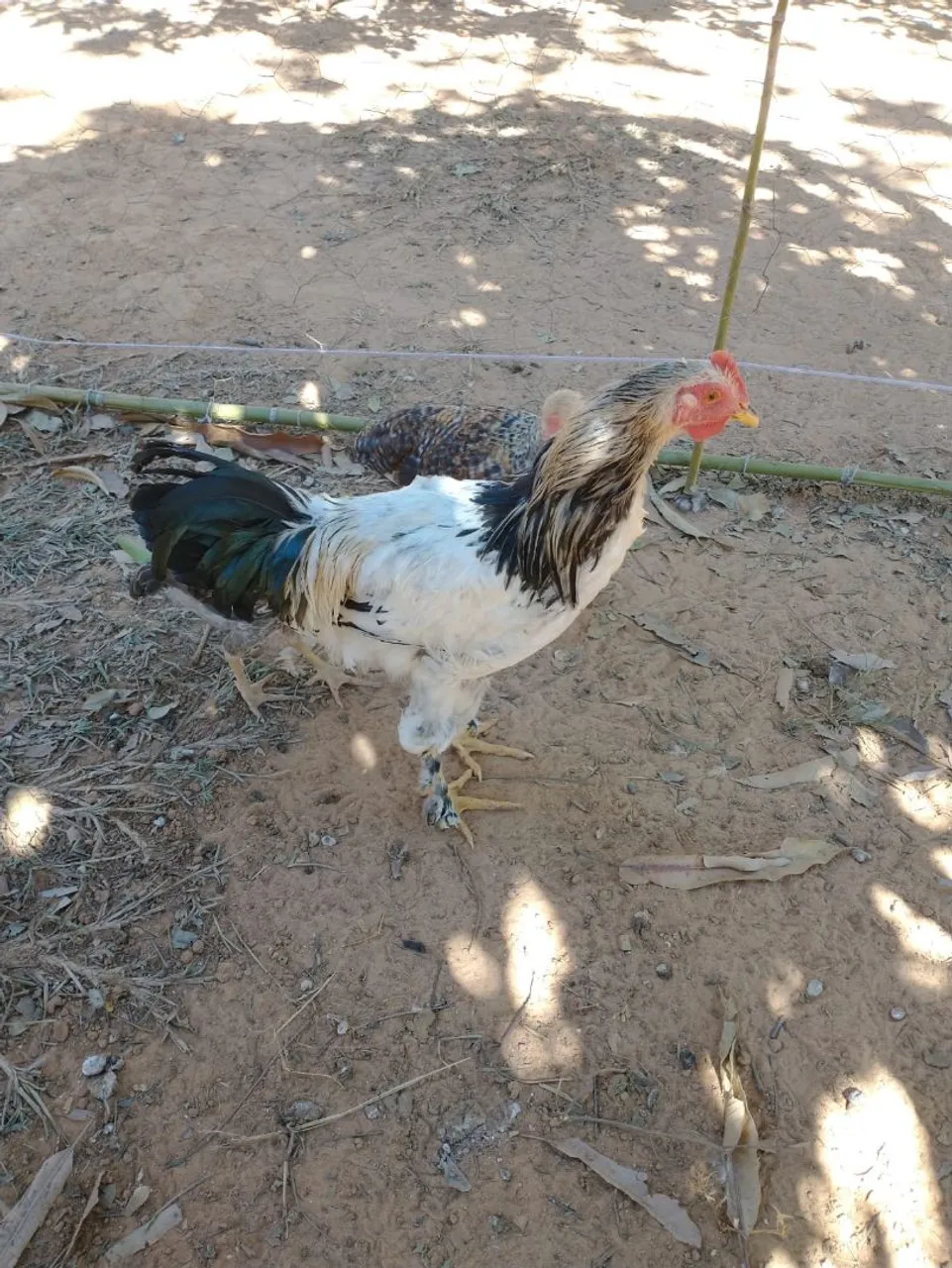Frango Brahma