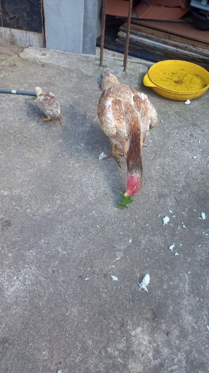 Vendo galinhas  100 reais cada  - Foto 4