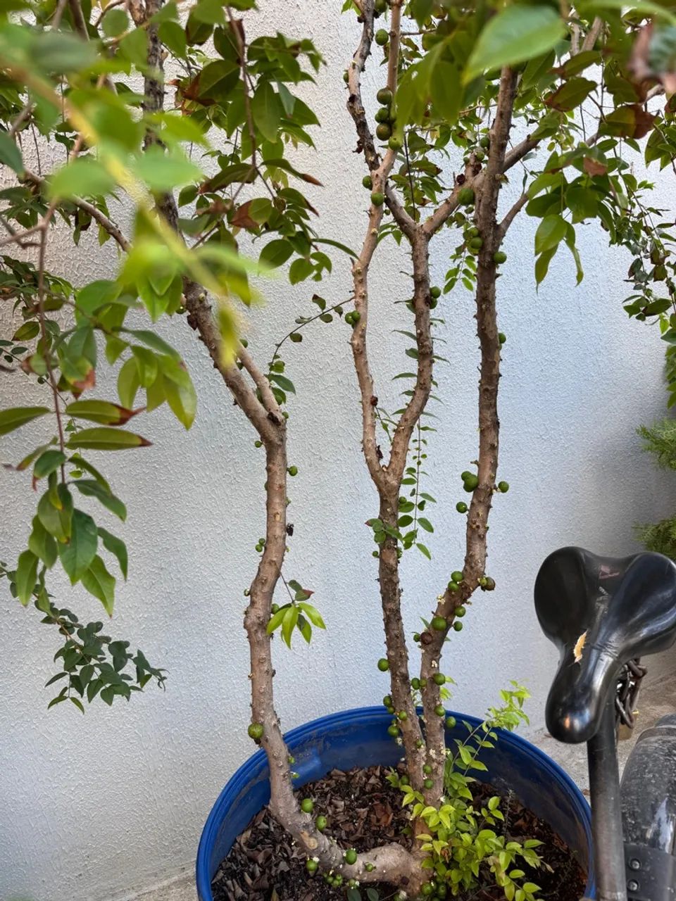 Jabuticabeira mais de 2 metros dar frutos doces , Dar frutos o ano inteiro.