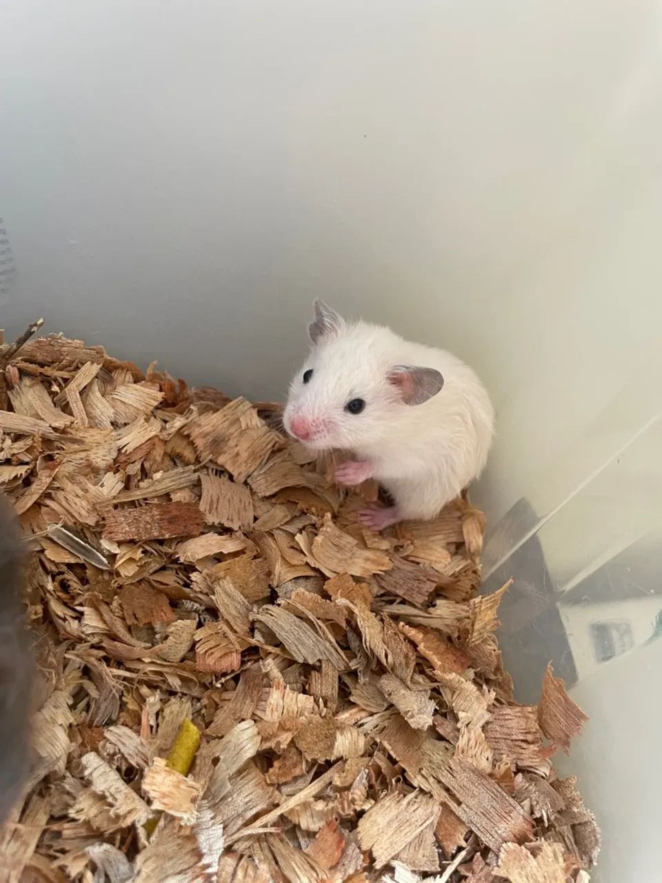 Hamster sírio 