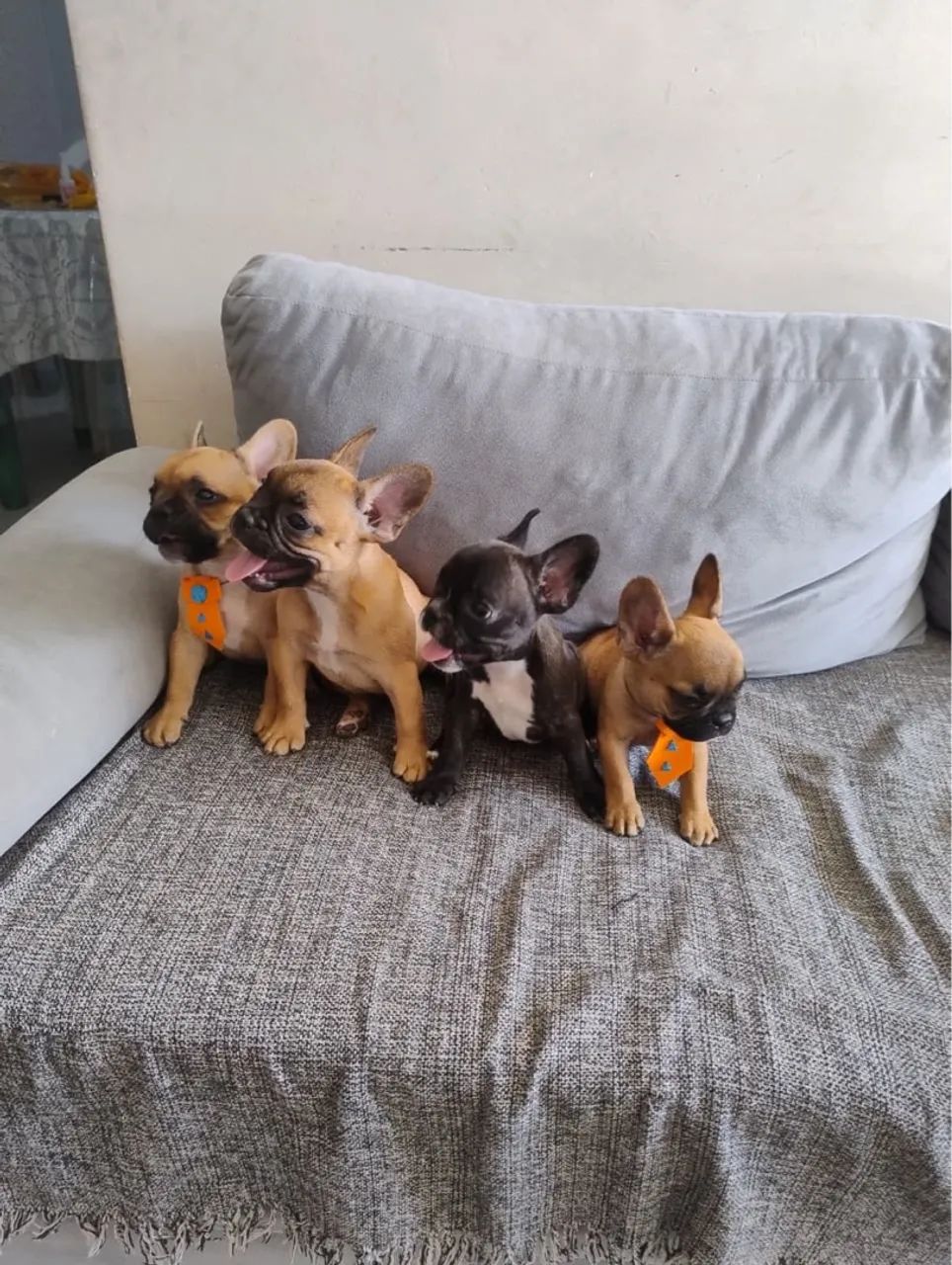 Filhotes de Buldogue Francês  - Foto 5