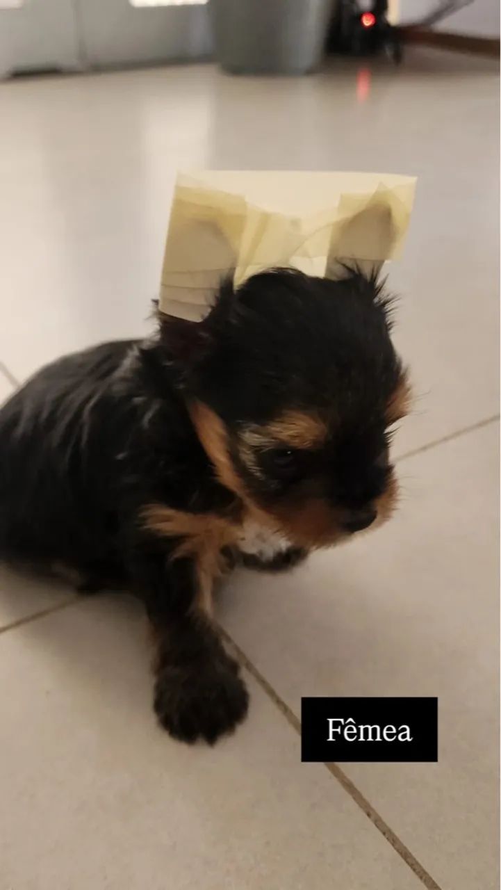 Casal Yorkshire Terrier 