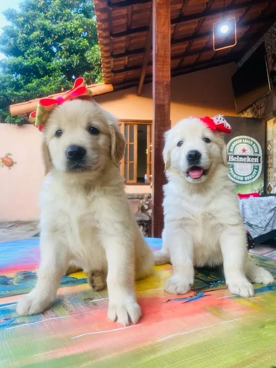 - Golden fêmea pedigree/ microchip opcional - tenho machinho - Foto 2