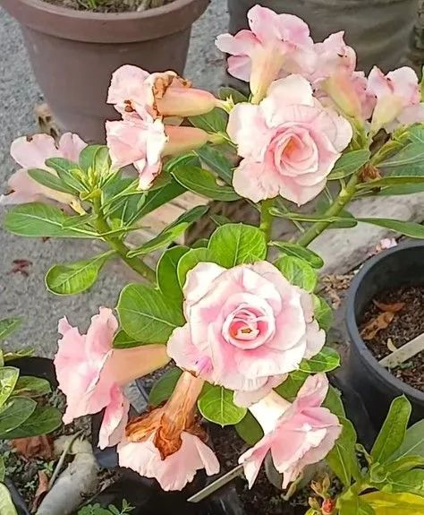 Combo: Rosa d d +substrato +adubo (envio) - Foto 3