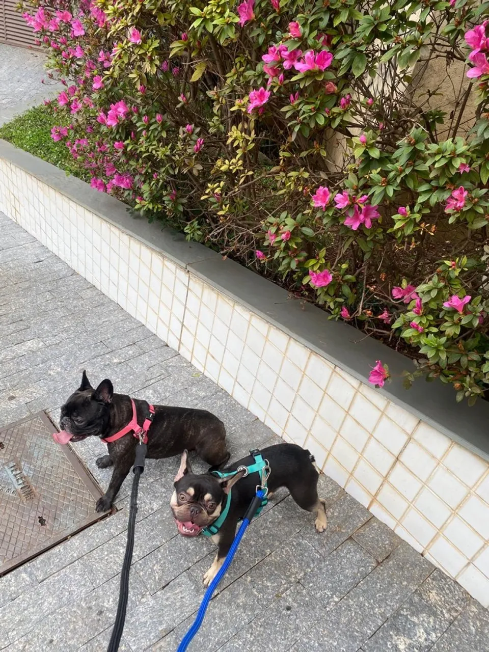 Filhote fêmea de Bulldog Francês