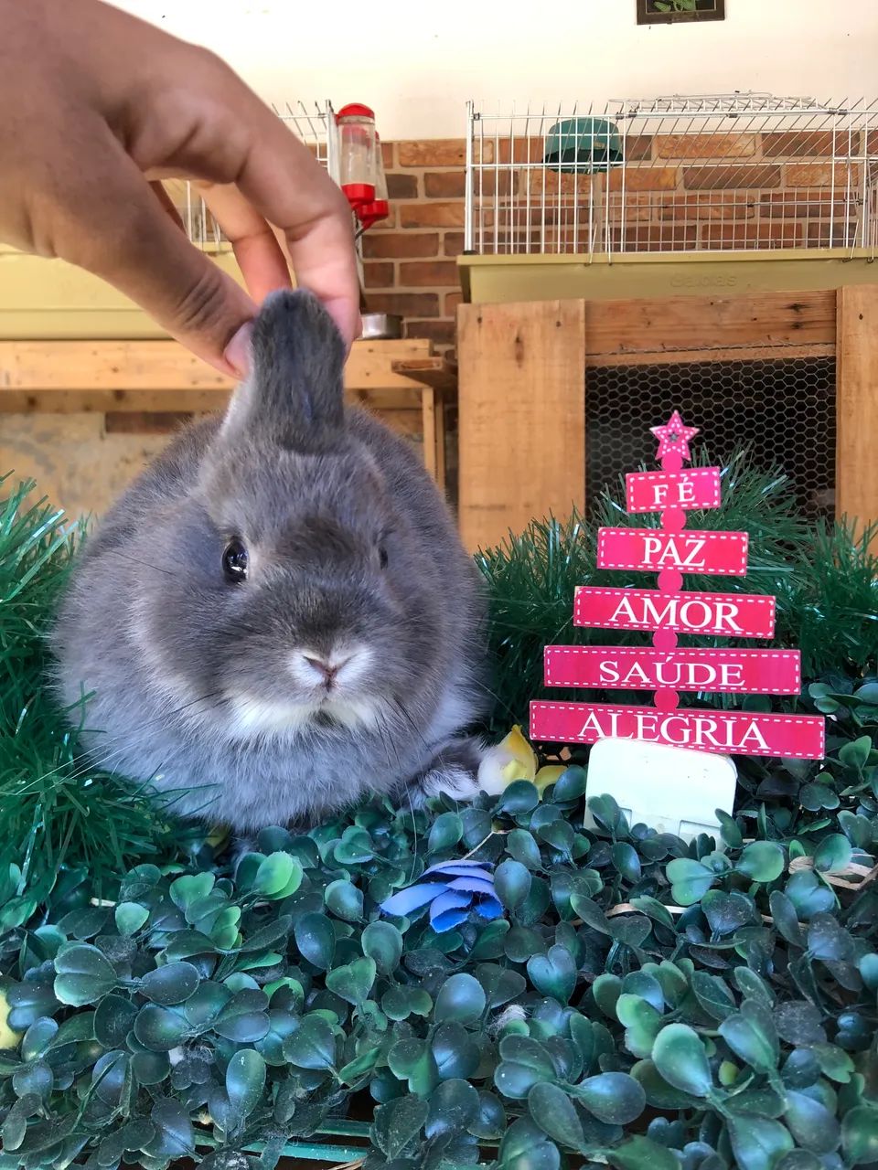 Pet em promoção - filhote de coelho anão da raça netherland dwarf linhagem importada - Foto 2