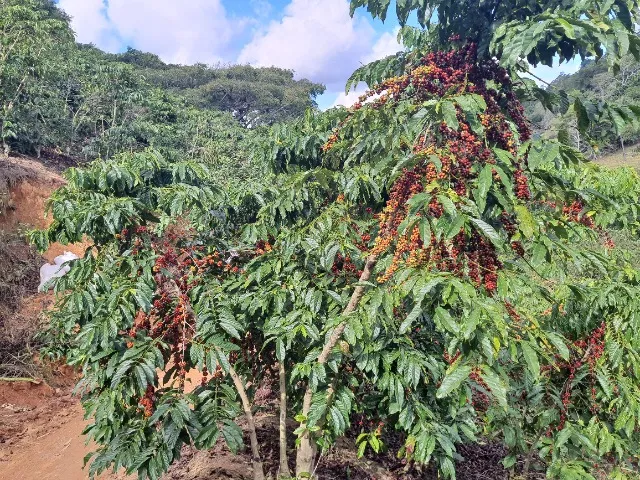 Sítio próximo à Santo Antônio do Muqui, Mimoso do Sul