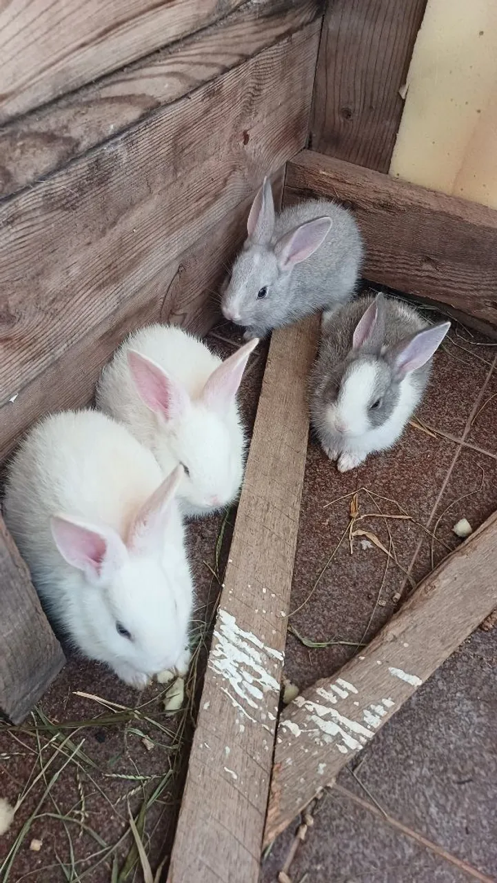 Coelhos