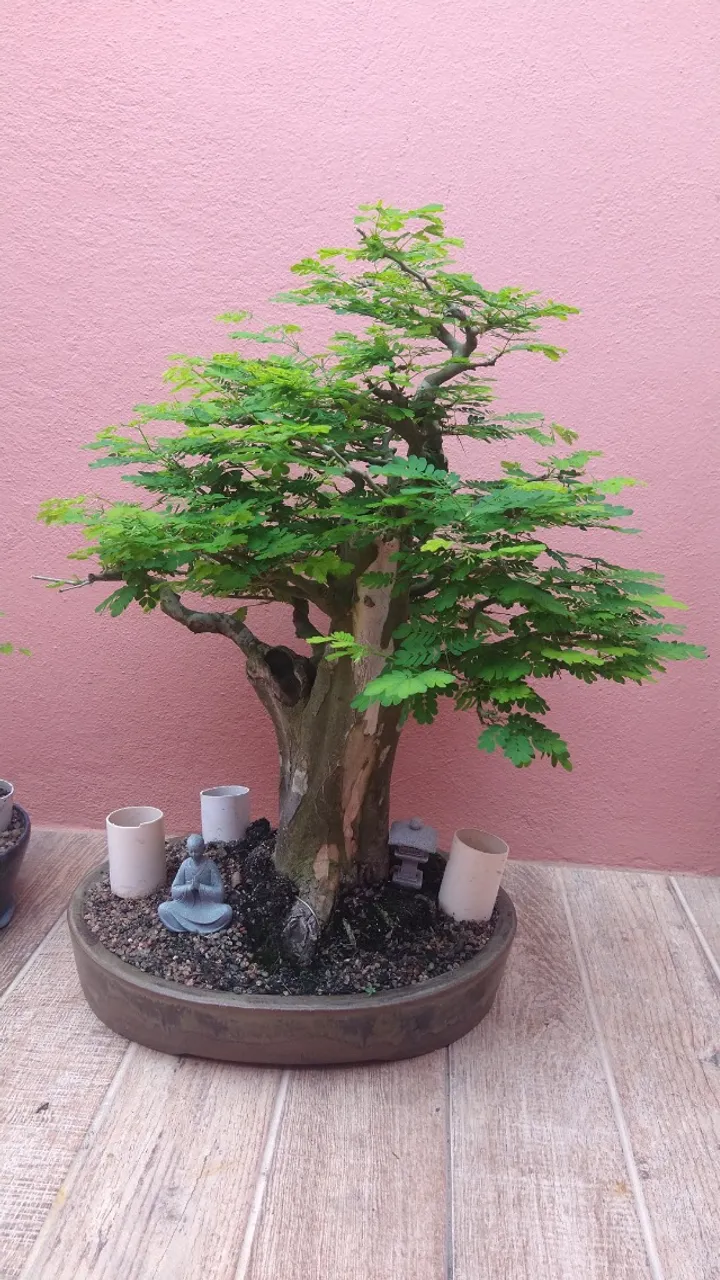 Bonsai Piteco Planta Adulta 50cm (Grátis 4 vasos cerâmicos).