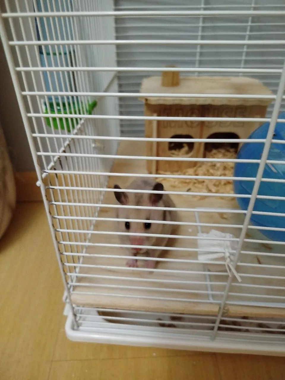 Hamster com gaiola com tubo transparente - Foto 4