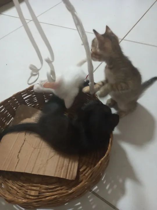 Dois gatinhos fofinhos para adoção - Foto 2