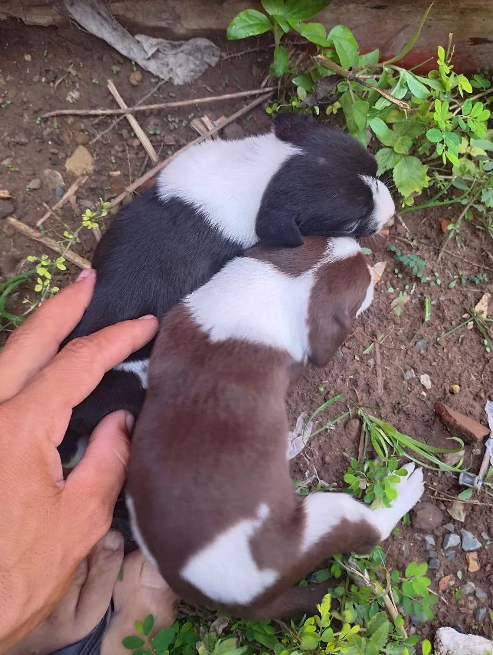 Filhote de cachorro caramelo e branco - Foto 3