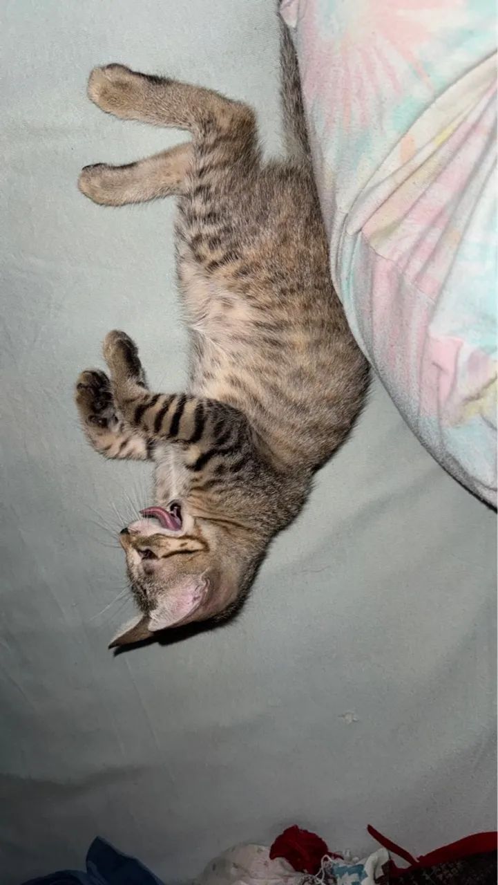 Gatinhos fofinhos para adoção - Foto 5