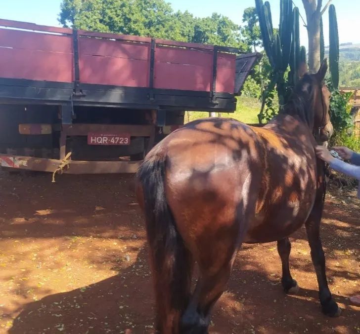 Vendo 2 cavalo e 1 sela  - Foto 4