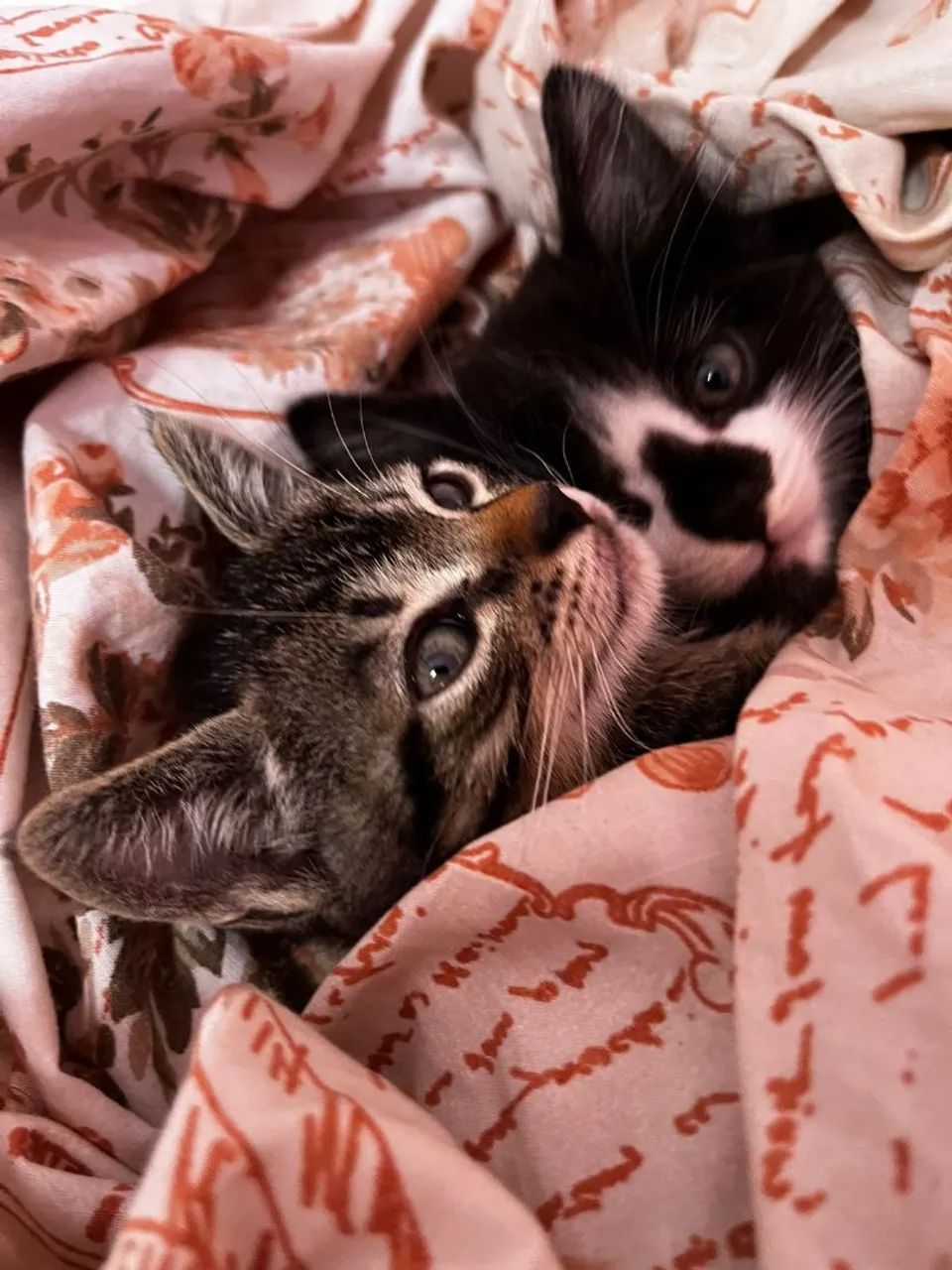 Doação de dois gatinhos machos - Foto 2