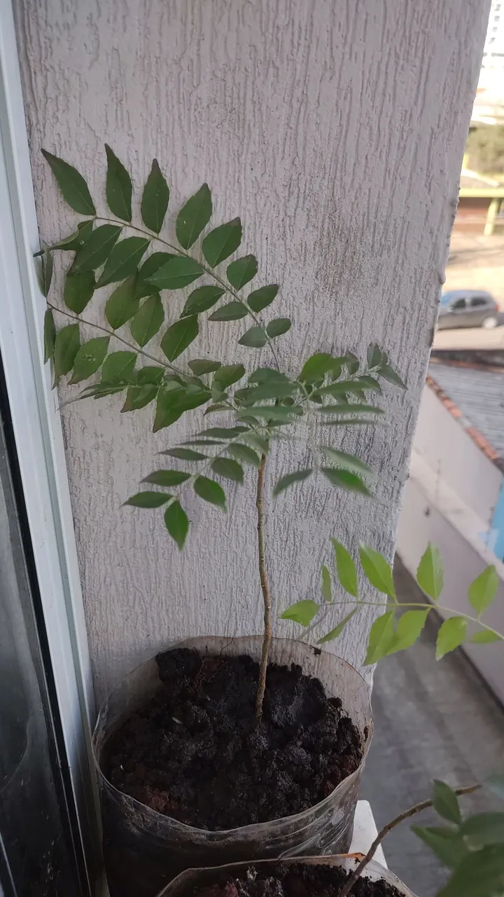 Muda de karipatta / curry indiano