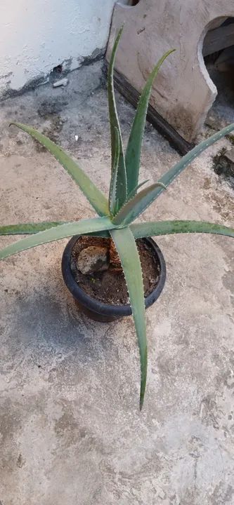 Planta de Babosa